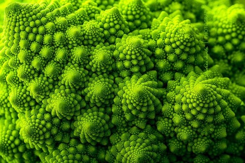 plantas-geometricas-2-3728040094